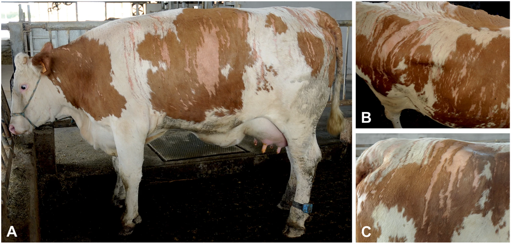 Streaked hairlessness in Pezzata Rossa cattle.