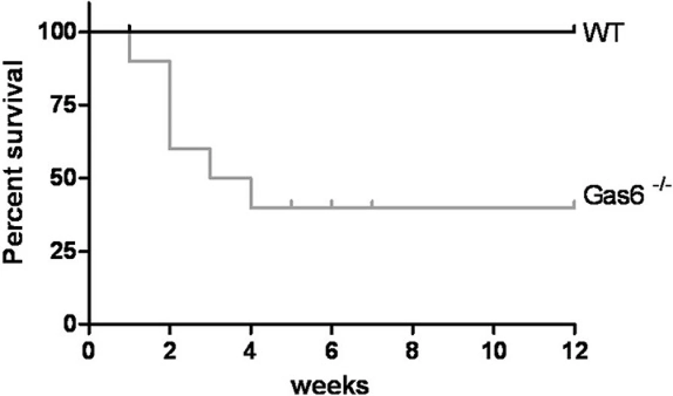 Survival; Kaplan-Meier curve after electrocautery surgery in WT (Wildtype) and Gas6<sup>-/-</sup>mice
