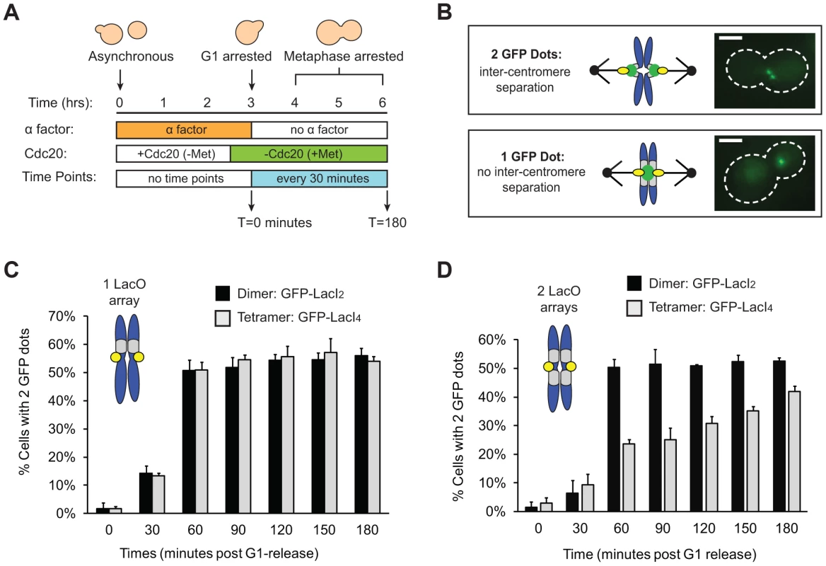 Tetrameric Lac repressor inhibits sister chromatid stretching.