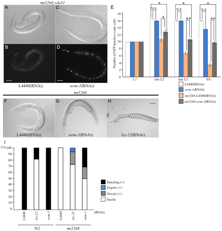 Downregulation of <i>wrm-1</i> or <i>lsy-22</i> suppresses the phenotypes of <i>bcl-7</i> mutants.