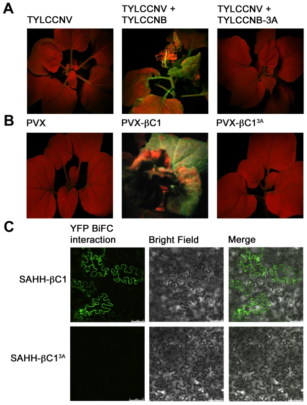 A mutation in βC1 blocks both TGS reversal and SAHH interaction.