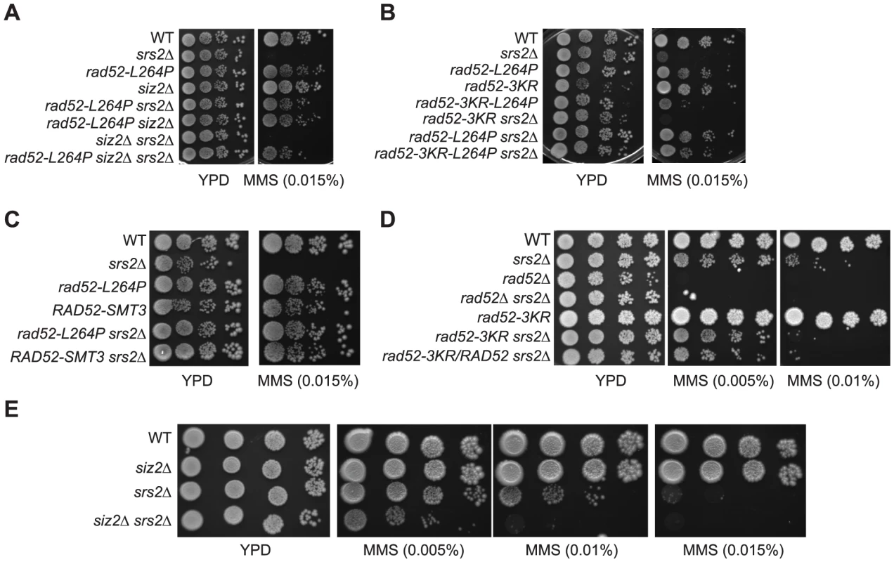 Rad52-L264P behaves like Rad52-SUMO.