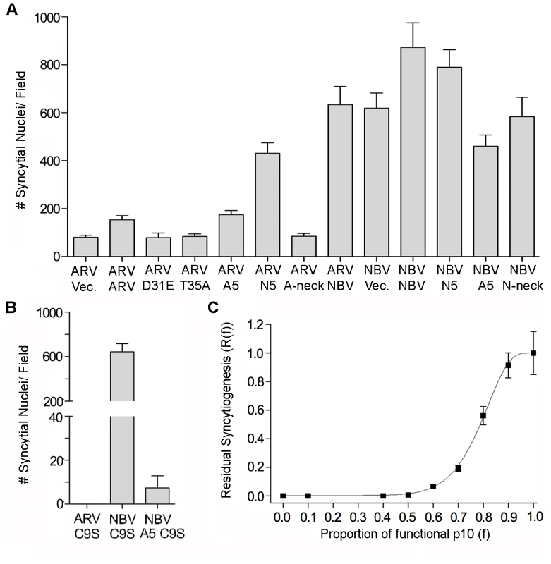 Effects of p10 chimeras and point substitutions on fusion activity of parental p10.