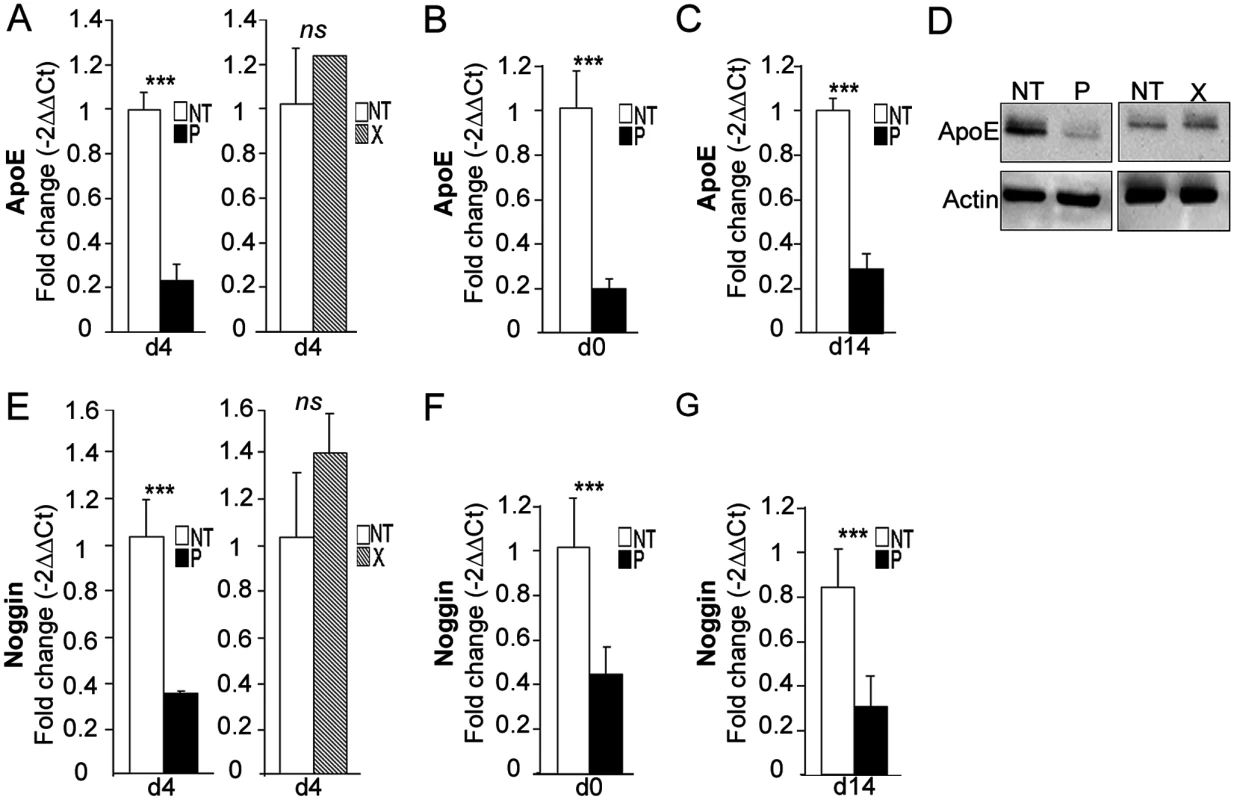 <i>bdv-p</i> alters the expression of <i>ApoE</i> and <i>Noggin</i>.