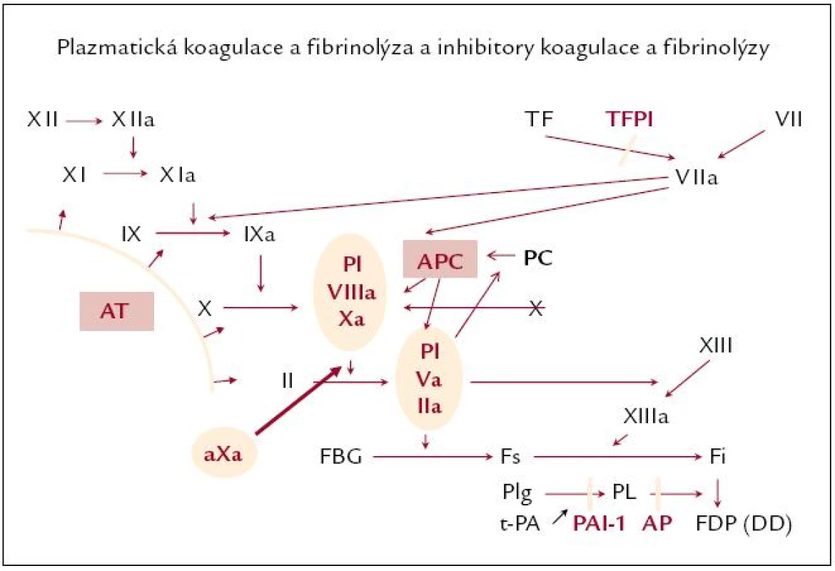 Hemokoagulační procesy.