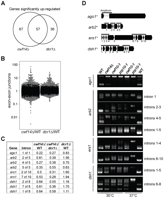 Cwf14 is required for the proper splicing of RNAi factors.