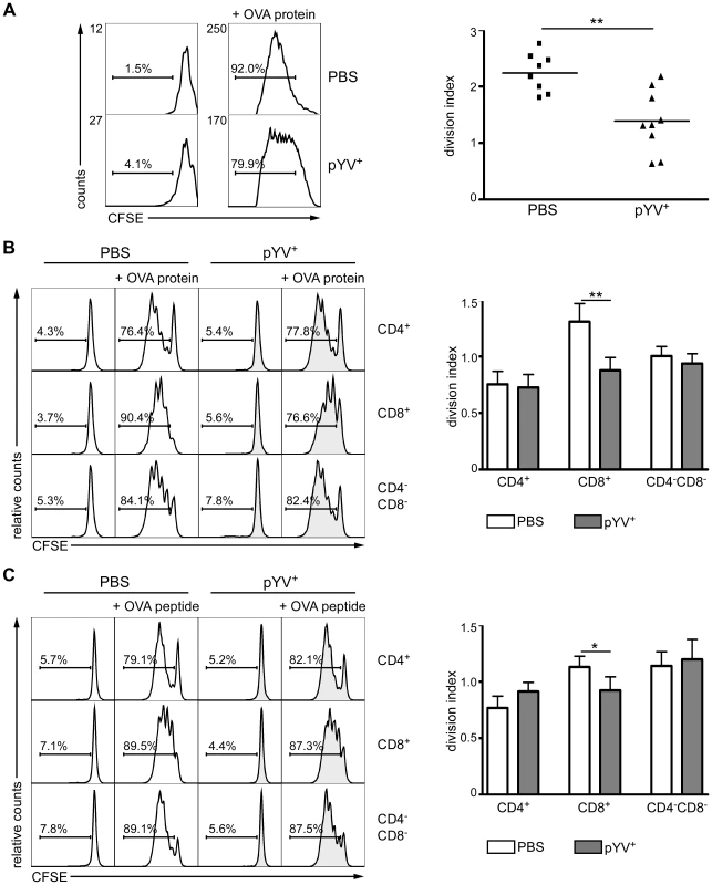 Infection of mice with Ye reduces CD4 T cell proliferation.