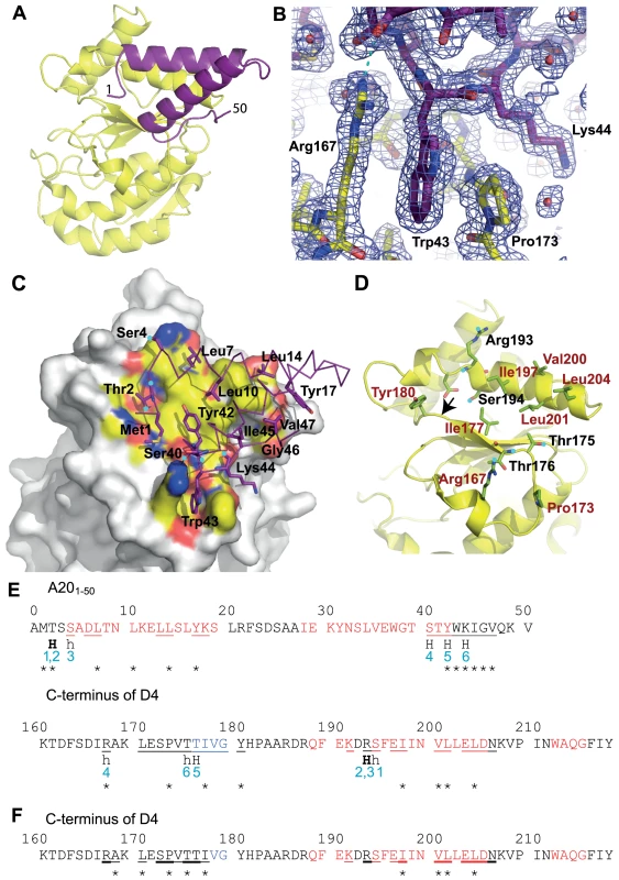 Crystal structure of His-D4/A20<sub>1–50</sub> complex.