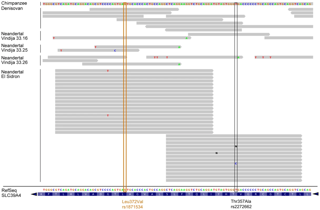 Human <i>ZIP4</i> sequence alignment with chimpanzee and archaic hominids.
