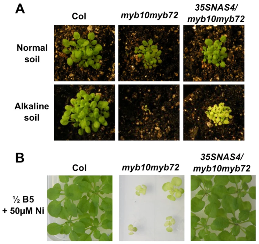 Overexpression of <i>NAS4</i> rescues <i>myb10myb72</i> sensitivity.