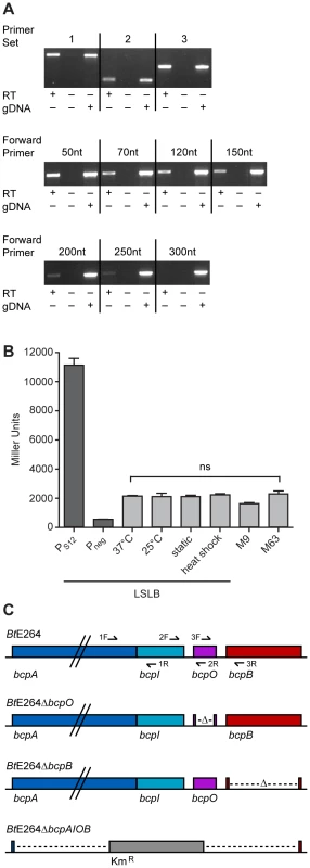 Examination of the <i>bcpAIOB</i> locus in <i>B. thailandensis</i>.