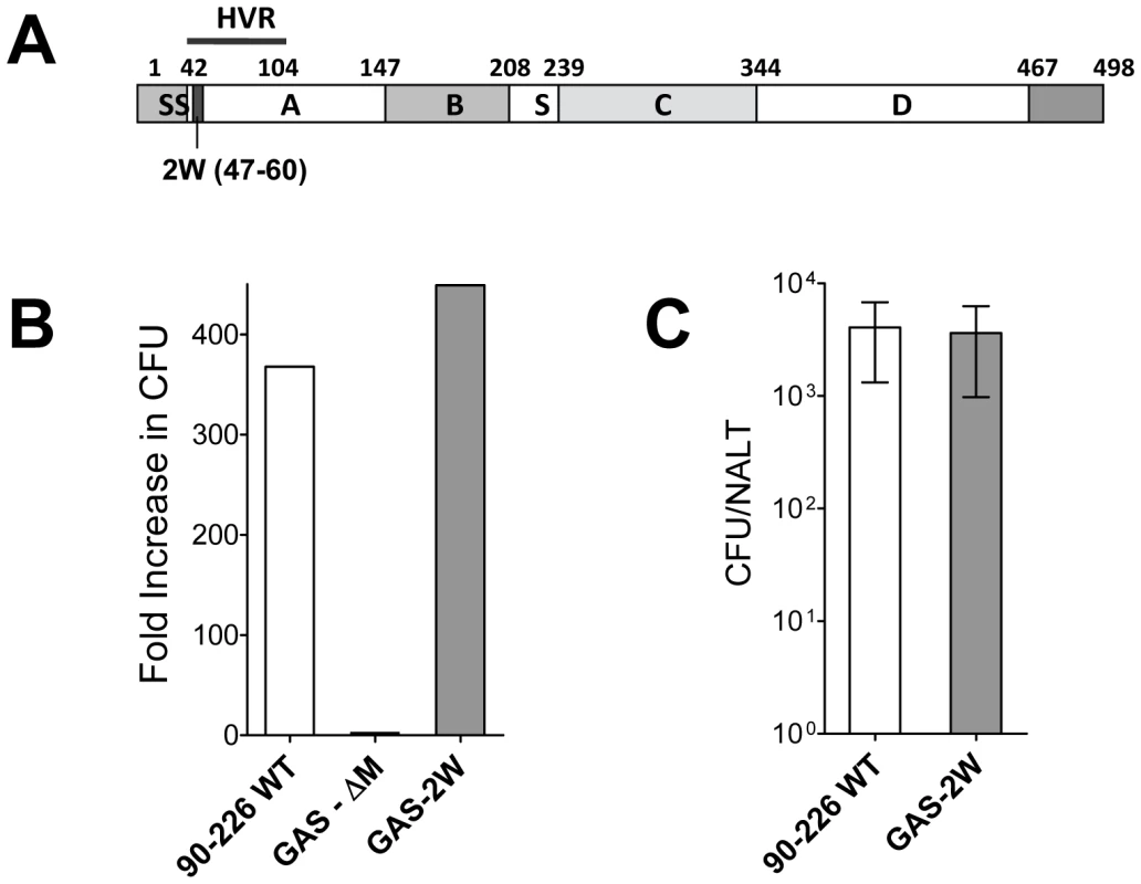 Construction of a Group A Streptococcus 90-226 strain that expresses the 2W (GAS-2W).