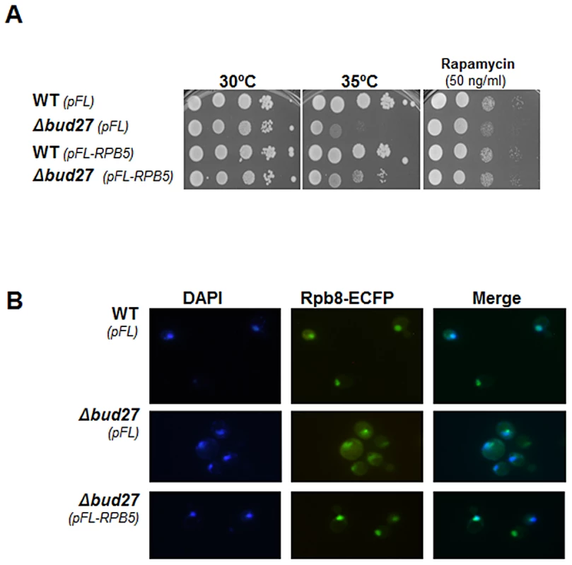 Δ<i>bud27 mutant</i> phenotypes are corrected by overexpression of different <i>BUD27</i> constructions and <i>RPB5</i>.