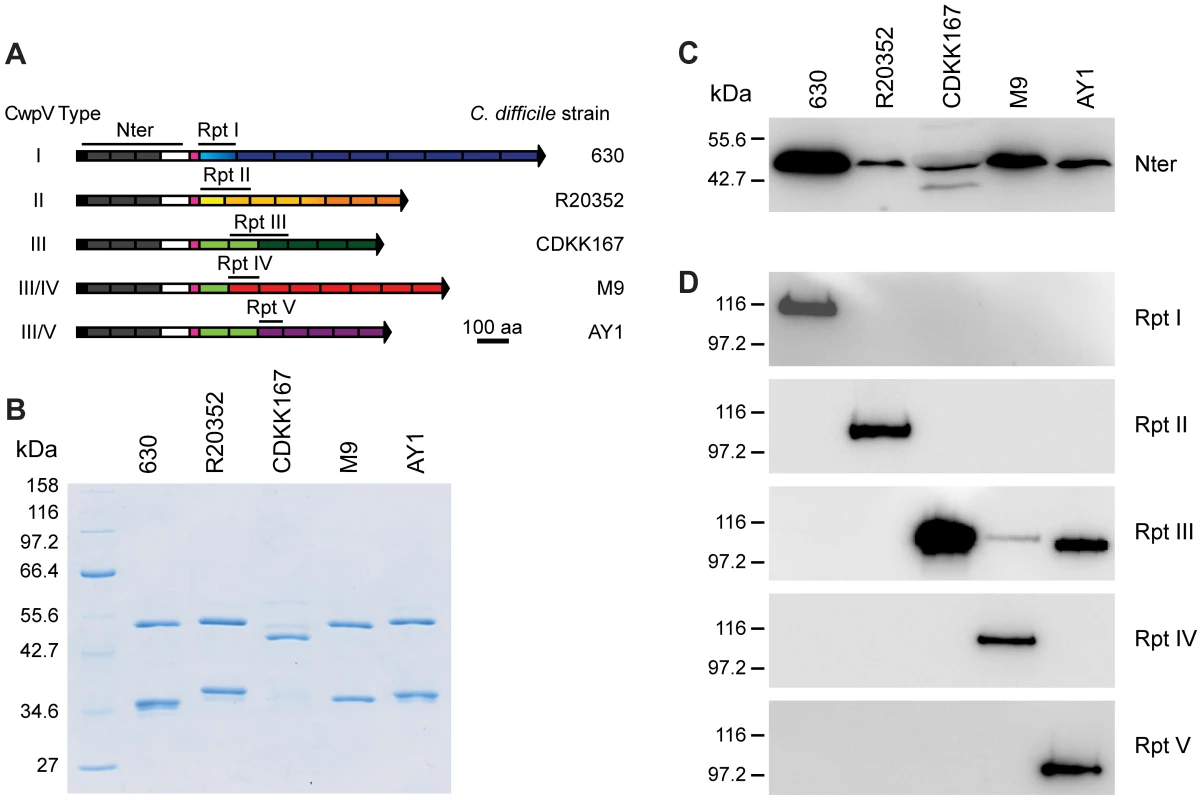 CwpV repeat types are antigenically distinct.