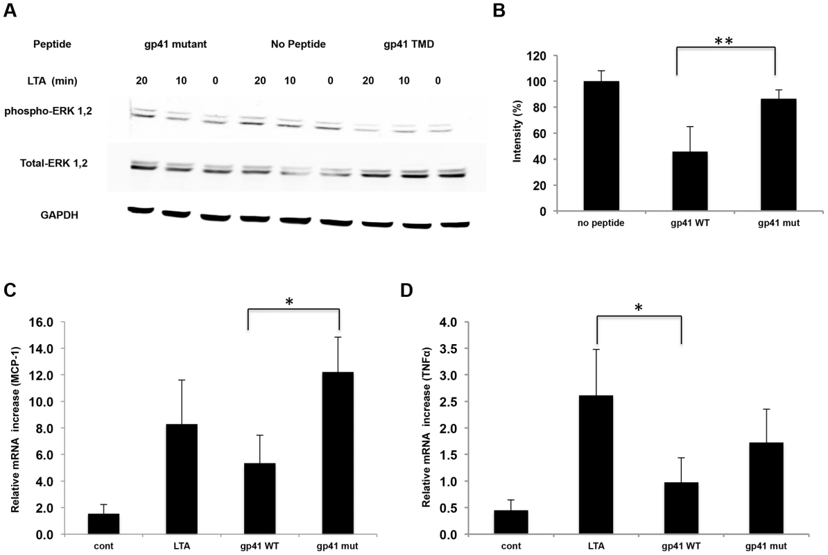 The gp41 TMD inhibits TLR2 induced signaling through ERK1,2 and cytokine secretion.