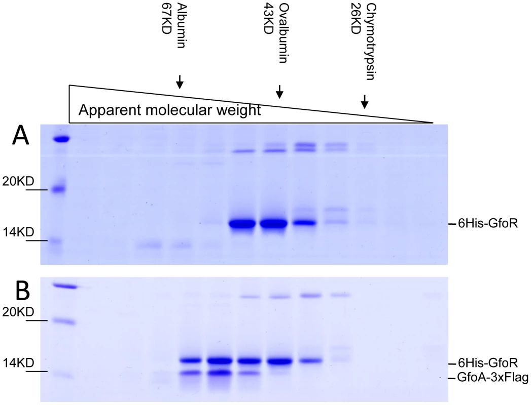 Gel exclusion chromatography of GfoR and GfoR∶GfoA complexes.