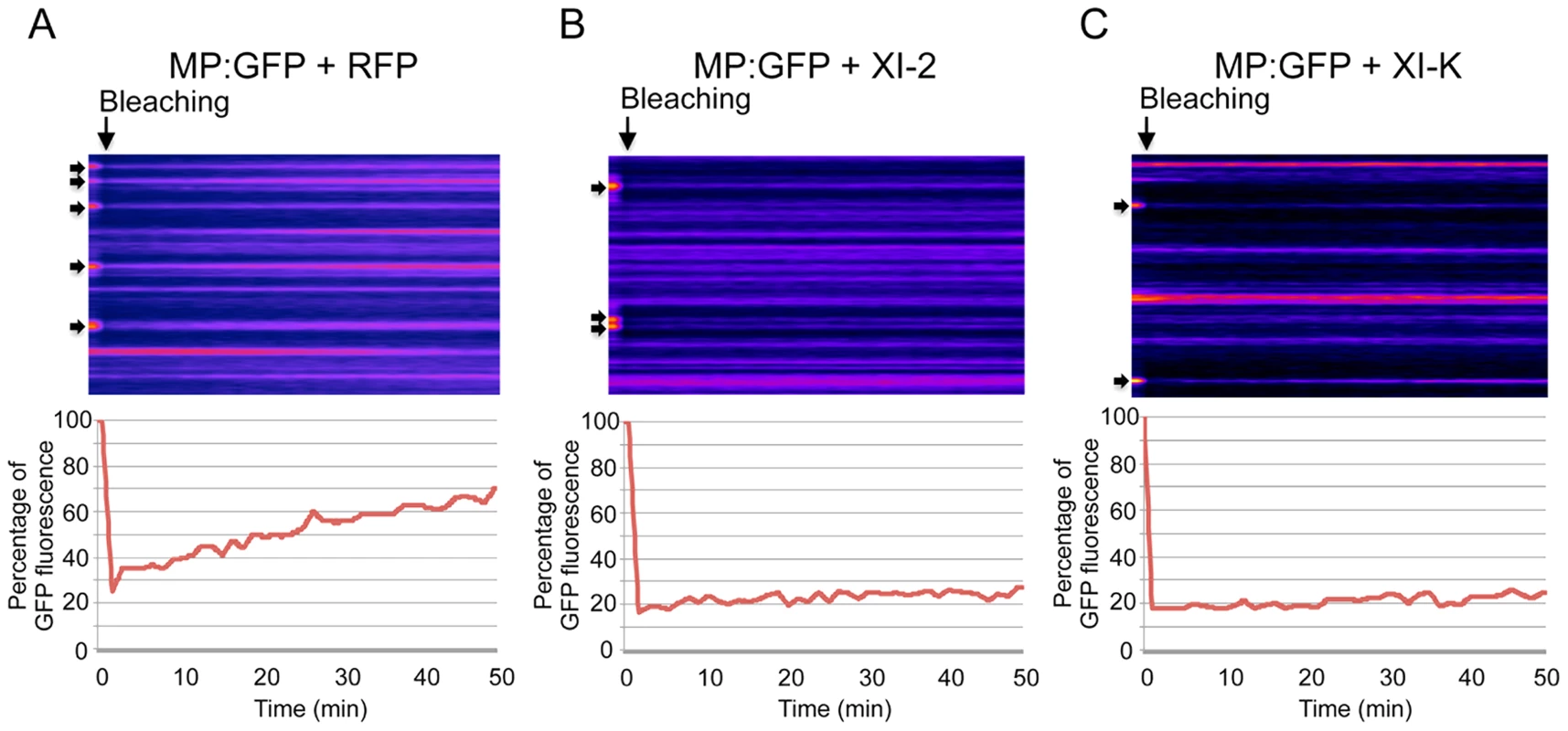 Inhibition of myosin XI-2 and XI-K reduces the efficiency by which MP is targeted to PD.