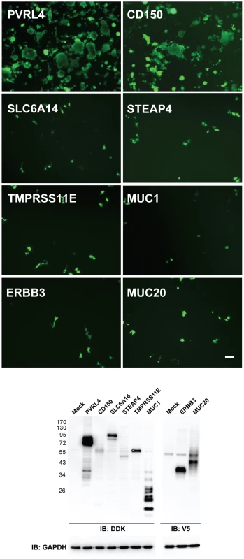 PVRL4 (Nectin 4) can function as an entry factor for IC323-EGFP wtMV.