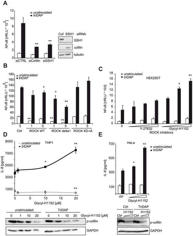ROCK activity influences NOD1 signaling.