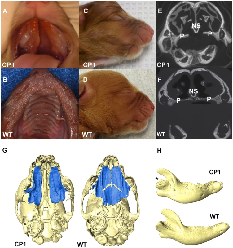 Phenotype of neonatal CP1 NSDTRs.