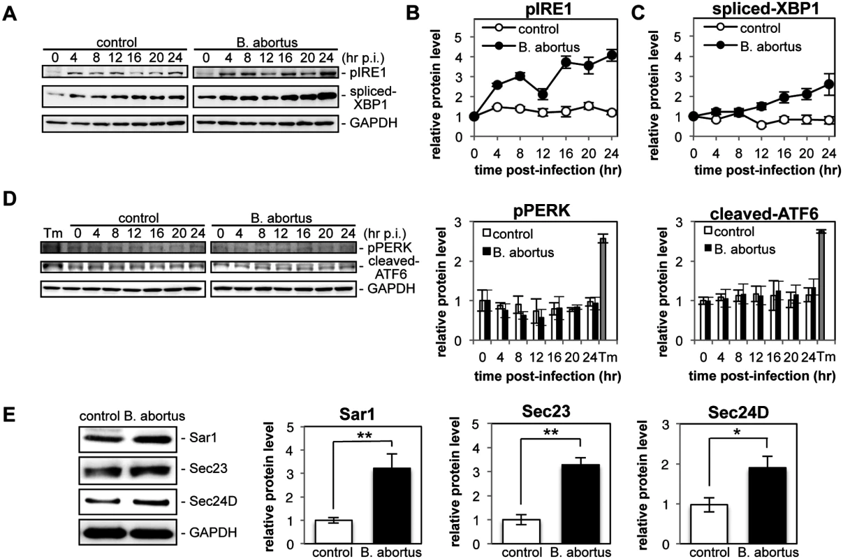 Infection with <i>Brucella abortus</i> activates the IRE1 pathway of the UPR and leads to the upregulation of the COPII vesicle components Sar1, Sec23 and Sec24D.