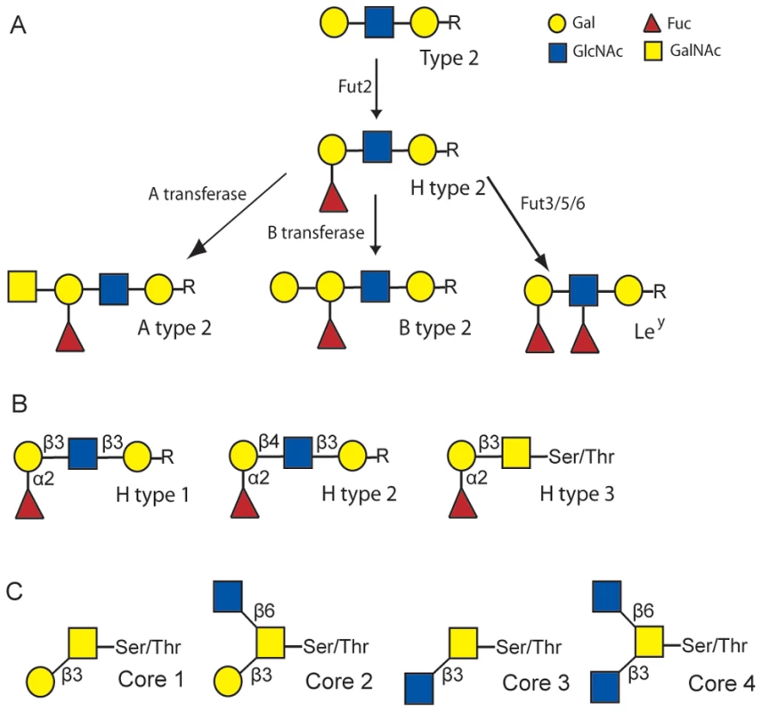 Schematic of the synthesis of rabbit HBGA ligands.