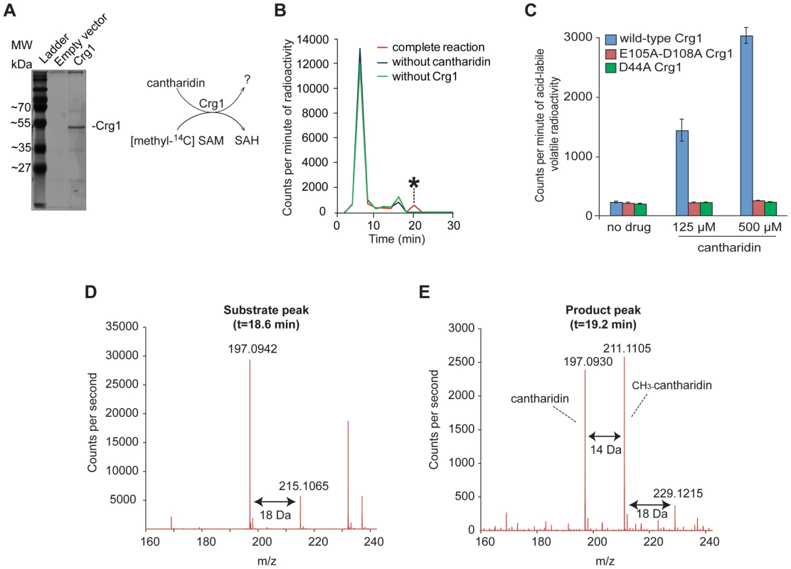 Crg1 methylates cantharidin <i>in vitro</i>.