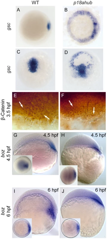 Dorsal organizer gene expression is expanded in <i>p18ahub</i> mutants.