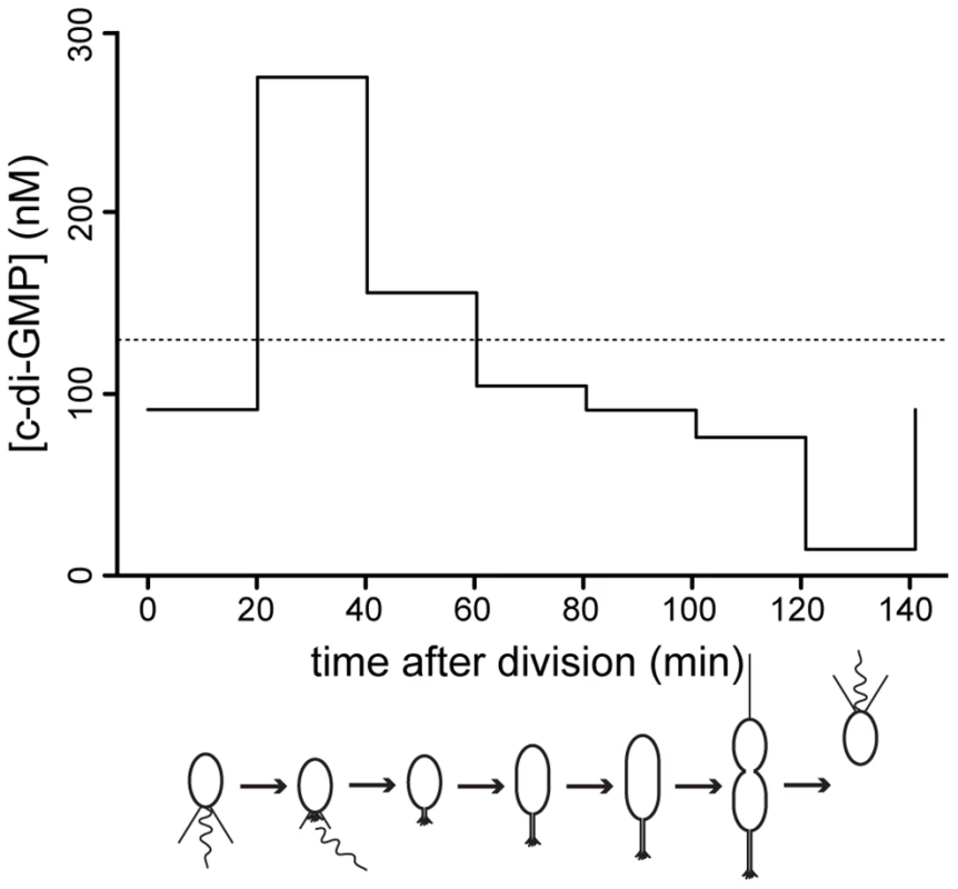 C-di-GMP oscillation during the <i>C. crescentus</i> cell cycle.