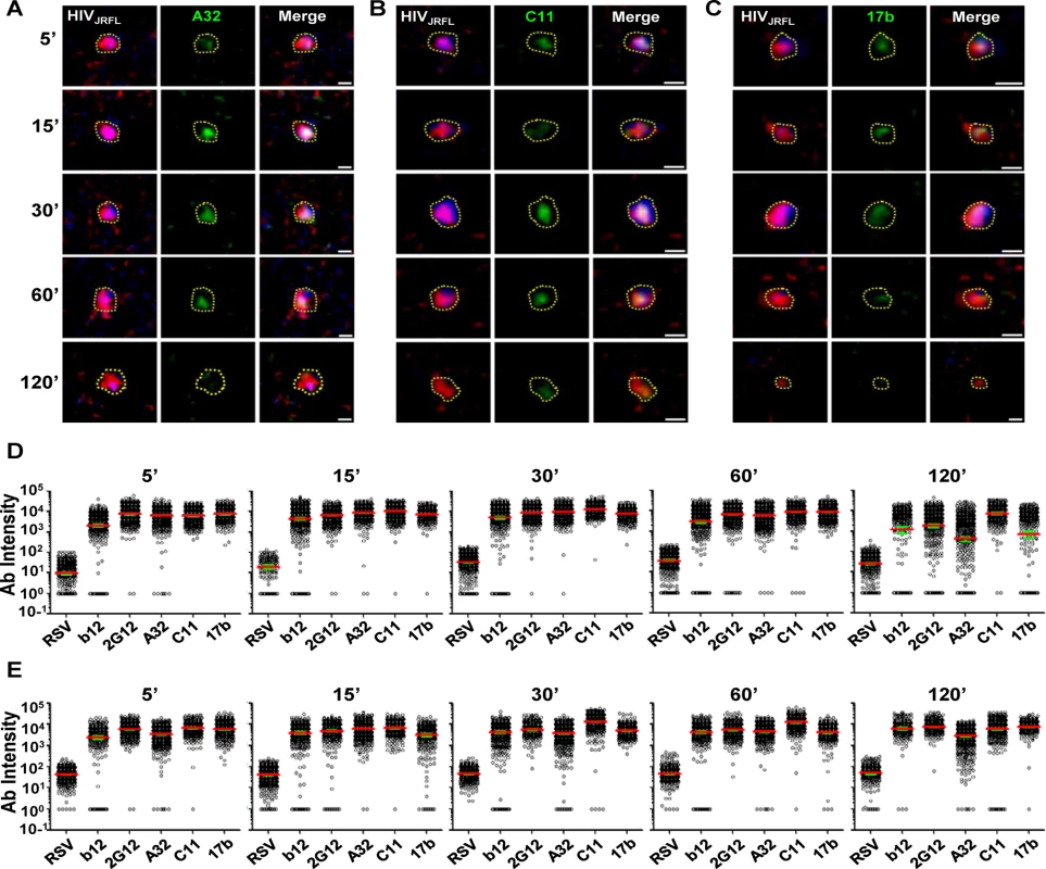 Gp120 epitope exposure on target cell-bound HIV<sub>JRFL</sub> virions.