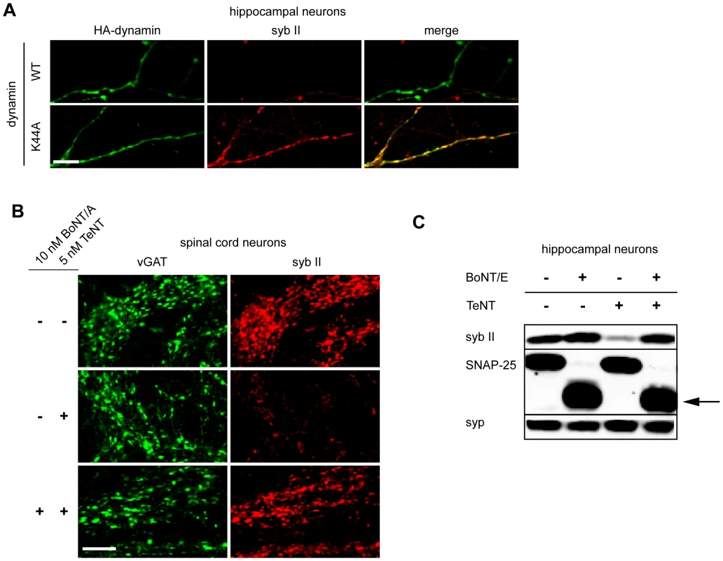 Inhibition of exocytosis or endocytosis prevents the entry of TeNT into neurons.