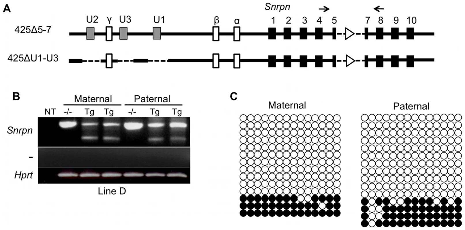 Analysis of imprinting of the 425ΔU1-U3D BAC transgene.