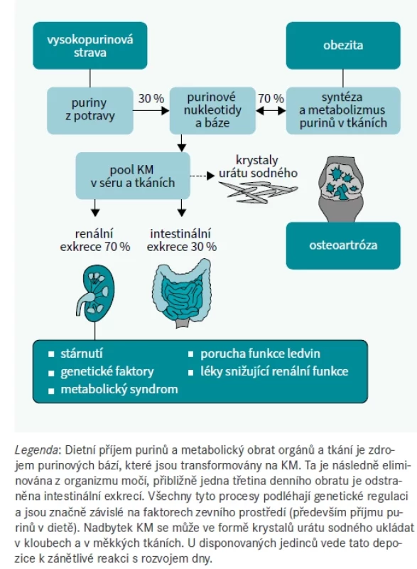 Metabolizmus kyseliny močové v lidském organizmu. Upraveno podle [1]