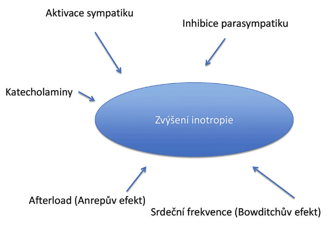 Faktory ovlivňující kontraktilitu srdce