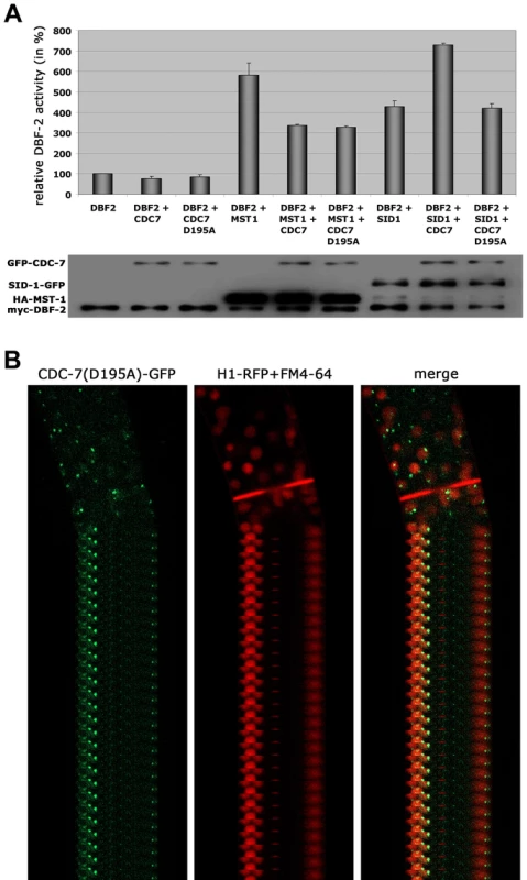 The regulation of MST-1 and SID-1 by CDC-7 is based on distinct mechanisms.