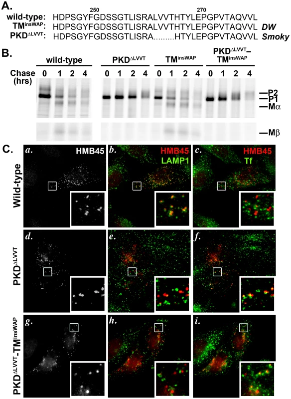 The PKD<sup>ΔLLVT</sup> secondary mutation found in the <i>Smoky</i> chicken PMEL prevents delivery of TM<sup>insWAP</sup> mutant hPMEL to fibrillogenic compartments.