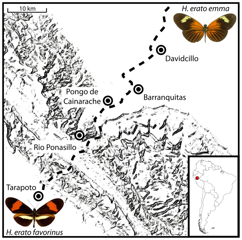 Sampling sites across the transition between <i>H. e. favorinus</i> and <i>H. e. emma</i>.