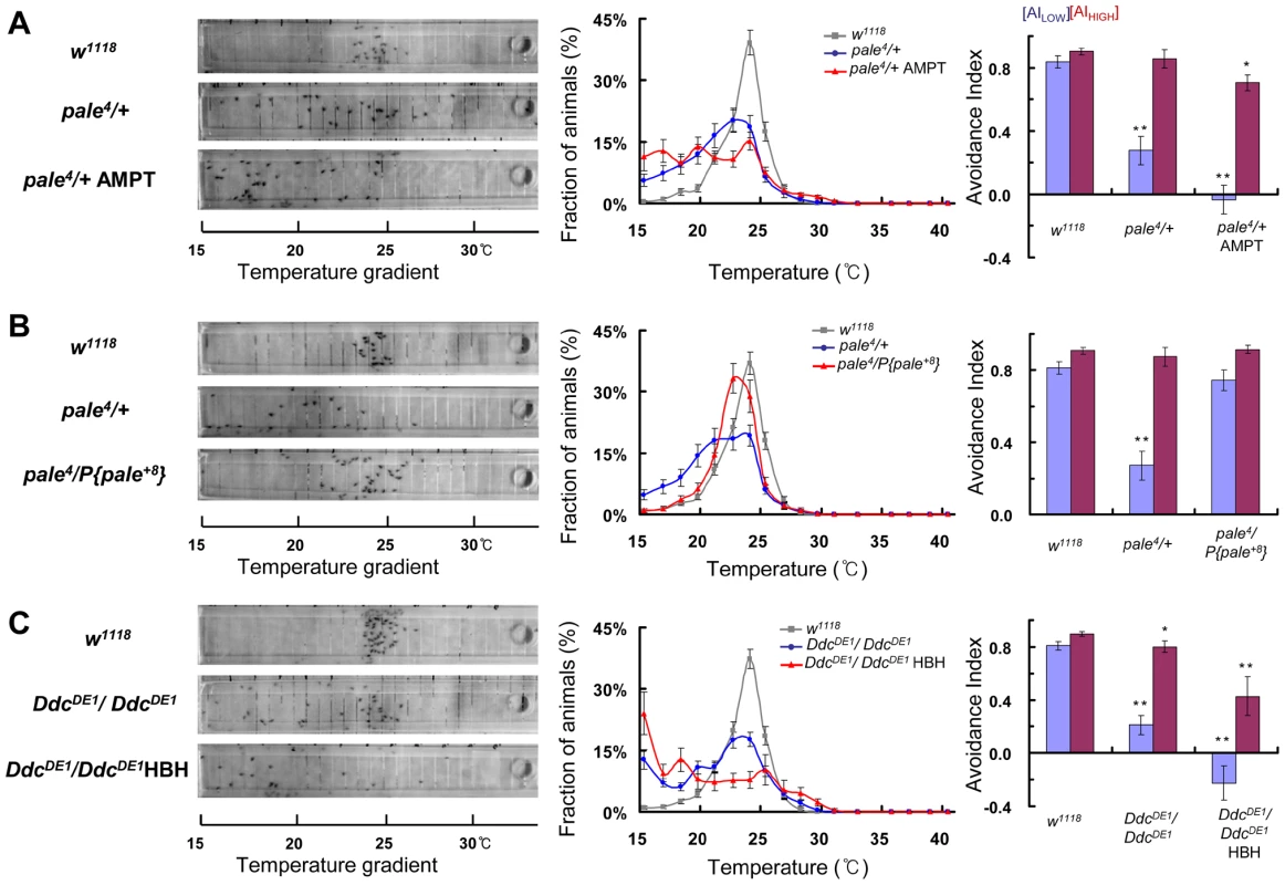 Dopamine biosynthesis is required for TPB.