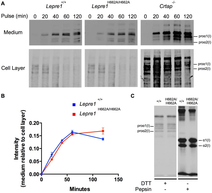 <i>Lepre1<sup>H662A/H662A</sup></i> fibroblast procollagen secretion rate and collagen modification is normal.