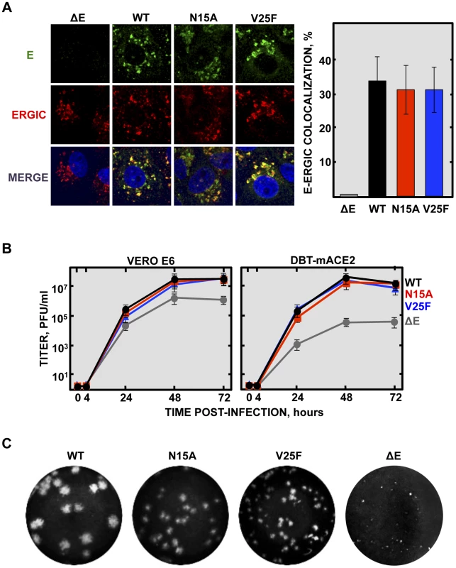 Subcellular localization of rSARS-CoV-EIC<sup>−</sup> E proteins, growth kinetics and plaque size.