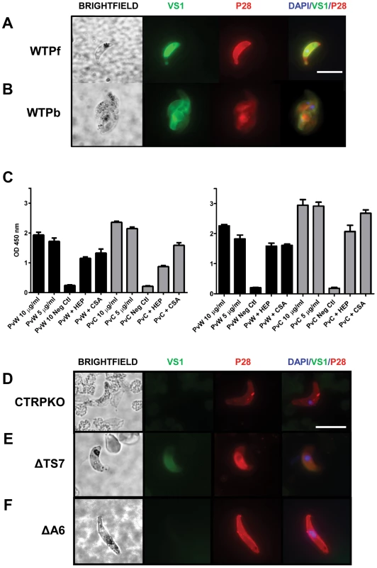 VS1 binds to critical <i>Plasmodium</i> micronemal proteins.