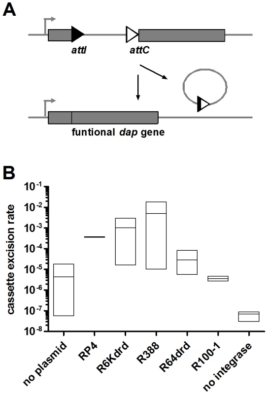 Conjugation increases IntI1-dependent cassette excision rate in E. <i>coli</i>.