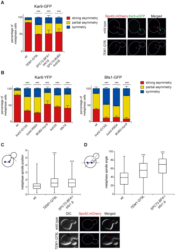Bub2/Bfa1 and Tem1 asymmetry is important for proper Kar9 distribution and spindle positioning.
