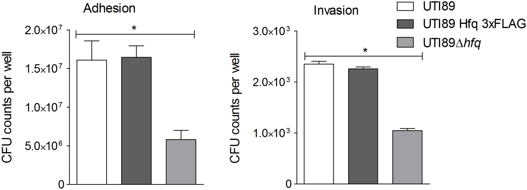 Hfq impact on bladder cell infection.