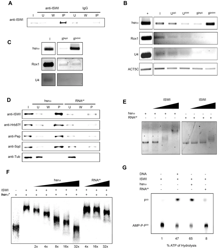 ISWI physically and functionally interacts with the hsrω-n ncRNA.