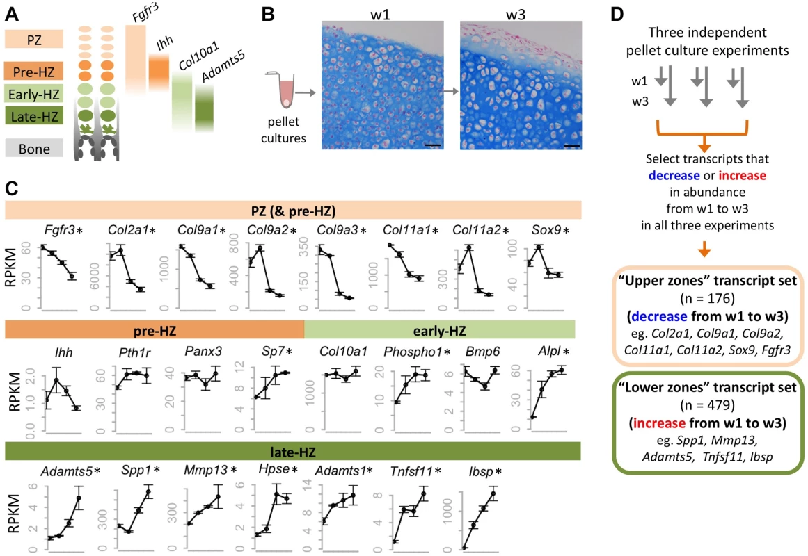 Identifying transcripts associated with the maturation of wild-type chondrocytes in pellet cultures.
