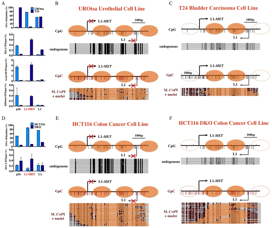 Chromatin remodeling occurs at an active L1-<i>MET</i> promoter.