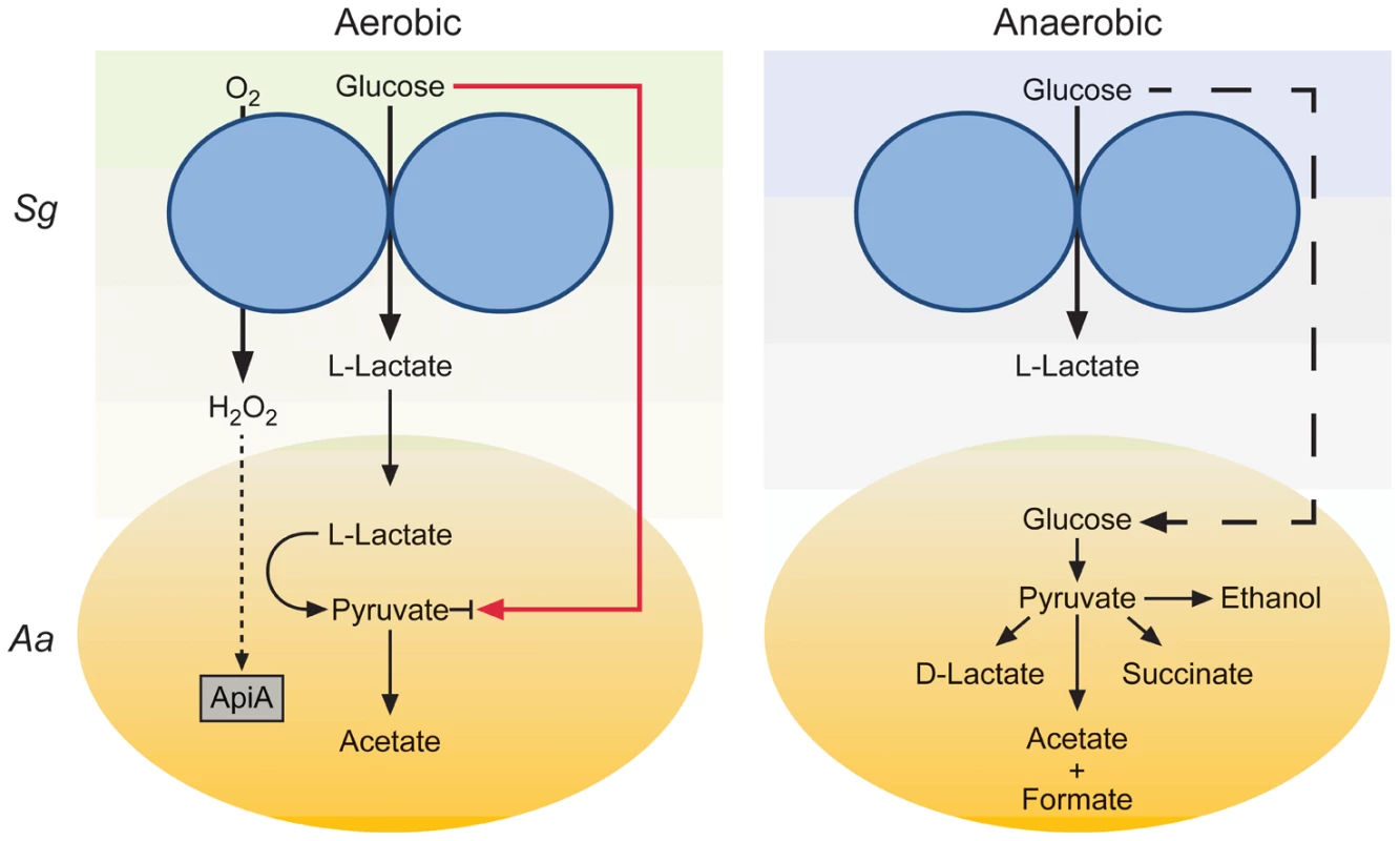 Model for enhanced persistence of <i>A. actinomycetemcomitans</i> during aerobic co-culture with <i>S. gordonii</i>.