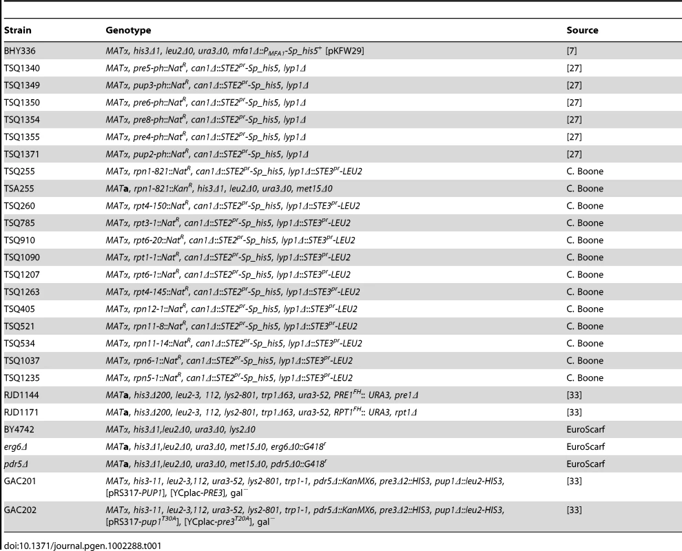 Strains used in this study.