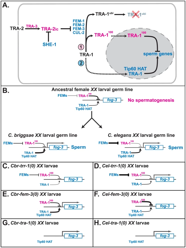 Model for how TRR-1 regulates sexual development.